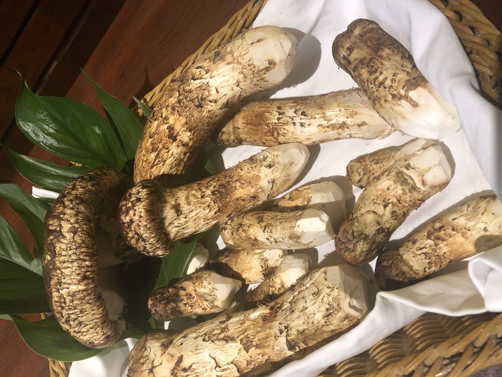 一番大きいものは直径２５cmぐらいあります。