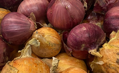 山梨県北杜市巨摩ファームより無農薬栽培の玉葱