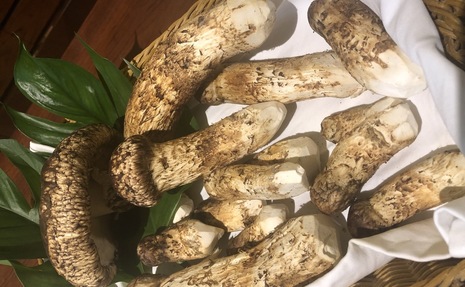 北海道紋別市滝川より松茸が届きました。